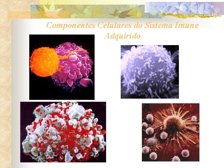Componentes Celulares do Sistema Imune Adquirido 