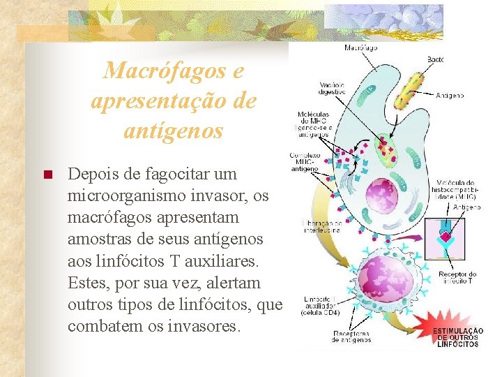 Macrófagos e apresentação de antígenos n Depois de fagocitar um microorganismo invasor, os macrófagos