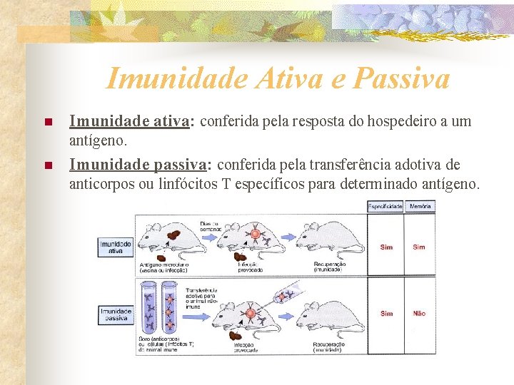 Imunidade Ativa e Passiva n Imunidade ativa: conferida pela resposta do hospedeiro a um