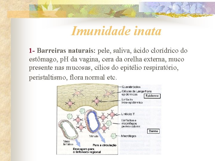Imunidade inata 1 - Barreiras naturais: pele, saliva, ácido clorídrico do estômago, p. H