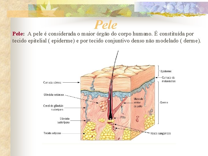 Pele: A pele é considerada o maior órgão do corpo humano. É constituída por