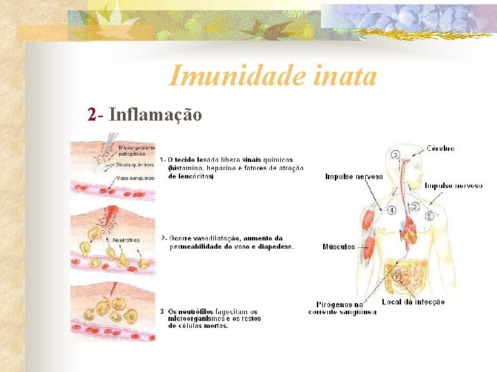 Imunidade inata 2 - Inflamação 