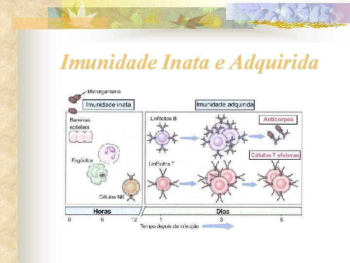 Imunidade Inata e Adquirida 