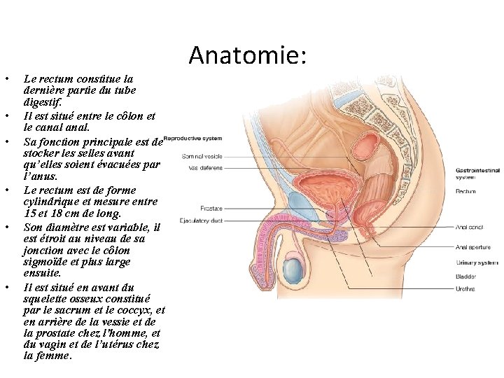  • • • Anatomie: Le rectum constitue la dernière partie du tube digestif.