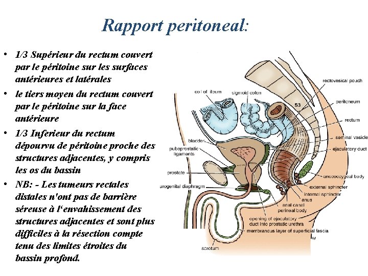 Rapport peritoneal: • 1/3 Supérieur du rectum couvert par le péritoine sur les surfaces
