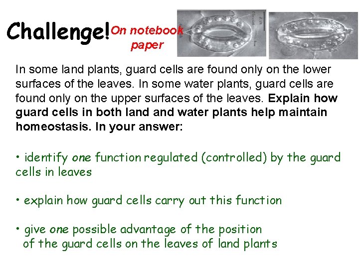 Challenge!On notebook paper In some land plants, guard cells are found only on the