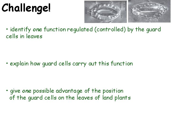 Challenge! • identify one function regulated (controlled) by the guard cells in leaves •