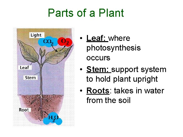 Parts of a Plant • Leaf: where photosynthesis occurs • Stem: support system to
