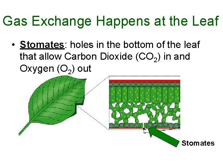 Gas Exchange Happens at the Leaf • Stomates: holes in the bottom of the