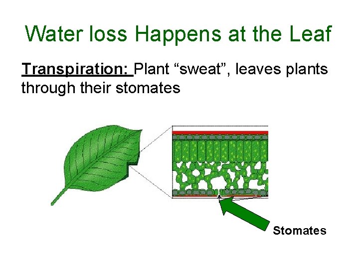 Water loss Happens at the Leaf Transpiration: Plant “sweat”, leaves plants through their stomates