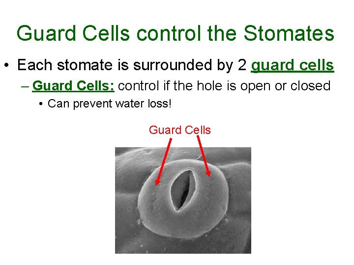 Guard Cells control the Stomates • Each stomate is surrounded by 2 guard cells