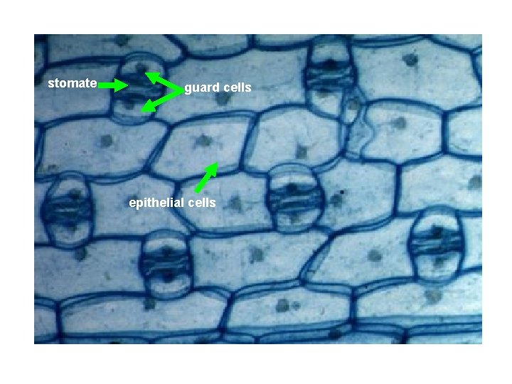 stomate guard cells epithelial cells 