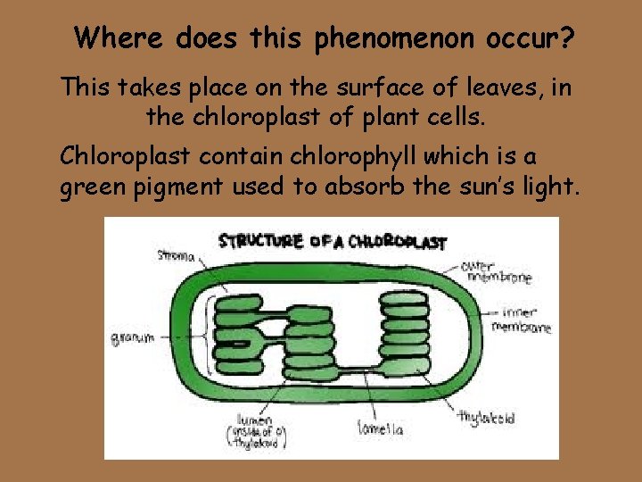 Where does this phenomenon occur? This takes place on the surface of leaves, in