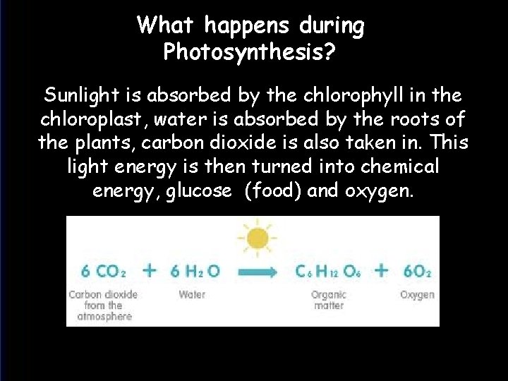 What happens during Photosynthesis? Sunlight is absorbed by the chlorophyll in the chloroplast, water