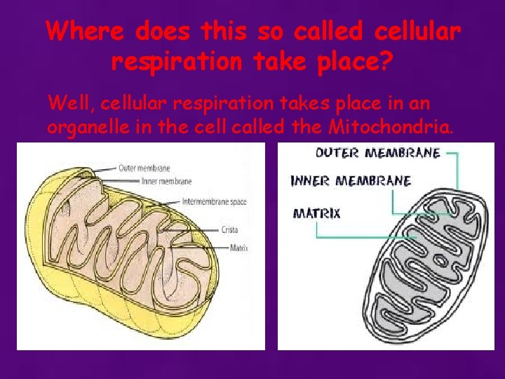 Where does this so called cellular respiration take place? Well, cellular respiration takes place