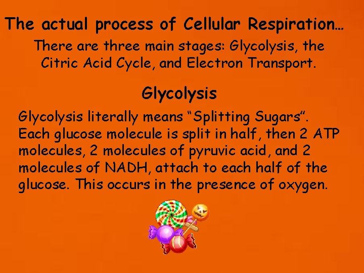 The actual process of Cellular Respiration… There are three main stages: Glycolysis, the Citric