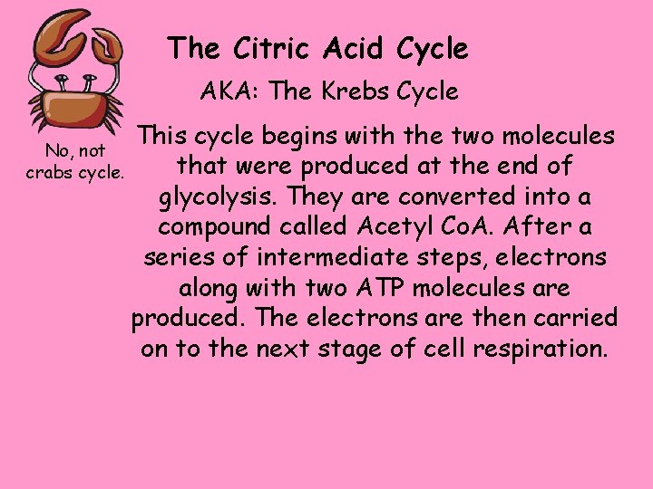 The Citric Acid Cycle AKA: The Krebs Cycle This cycle begins with the two