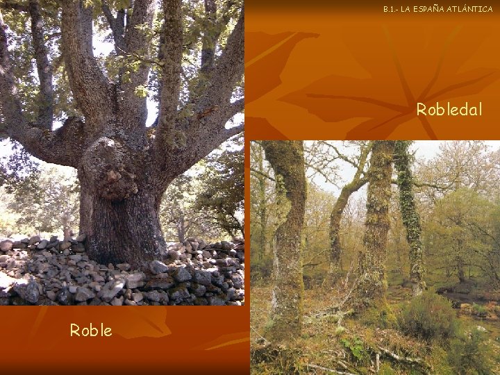 B. 1. - LA ESPAÑA ATLÁNTICA Robledal Roble 