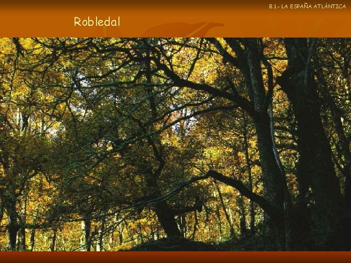 B. 1. - LA ESPAÑA ATLÁNTICA Robledal 