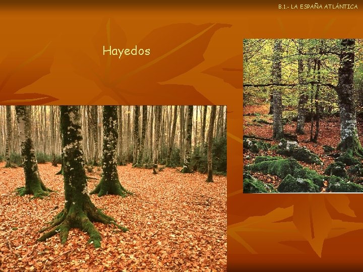 B. 1. - LA ESPAÑA ATLÁNTICA Hayedos 