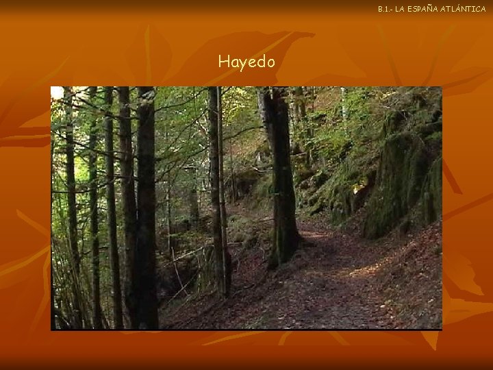 B. 1. - LA ESPAÑA ATLÁNTICA Hayedo 