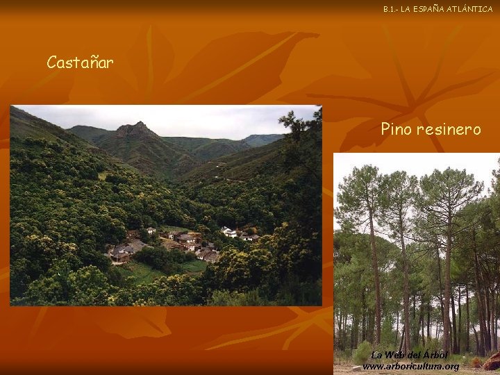 B. 1. - LA ESPAÑA ATLÁNTICA Castañar Pino resinero 