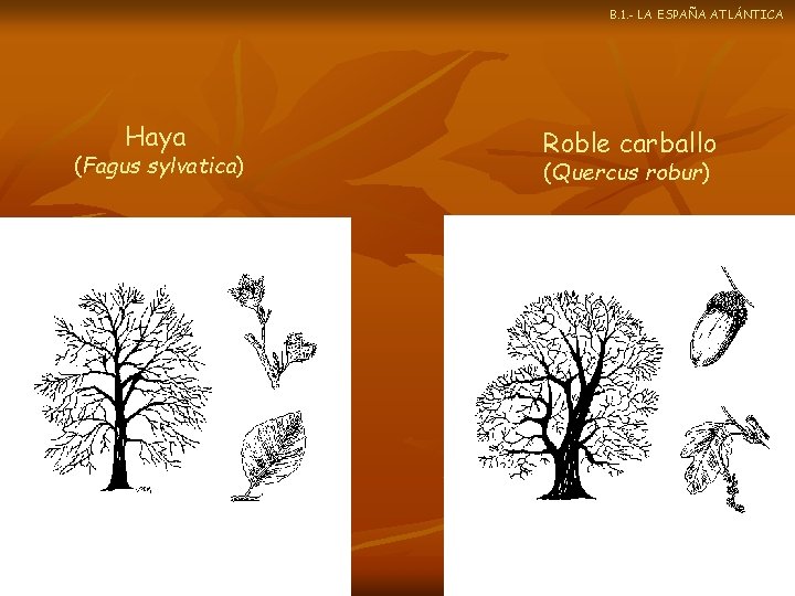 B. 1. - LA ESPAÑA ATLÁNTICA Haya (Fagus sylvatica) Roble carballo (Quercus robur) 