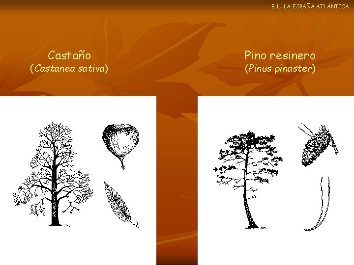 B. 1. - LA ESPAÑA ATLÁNTICA Castaño (Castanea sativa) Pino resinero (Pinus pinaster) 