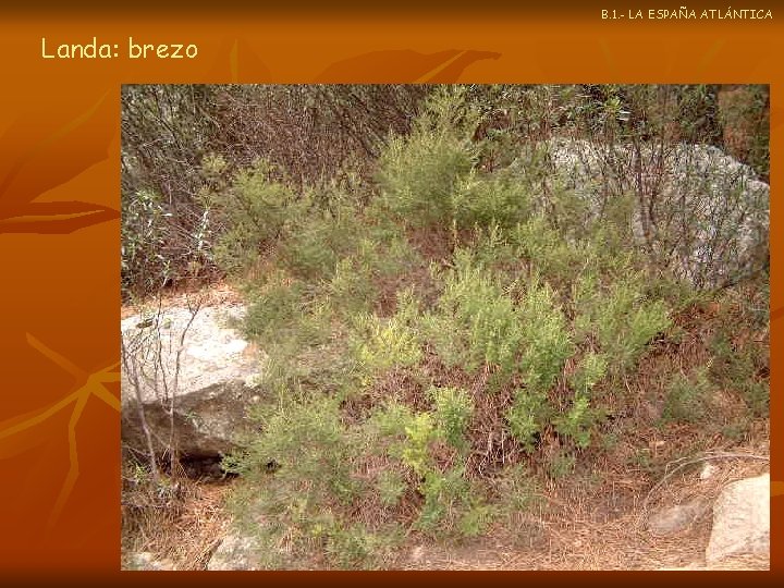 B. 1. - LA ESPAÑA ATLÁNTICA Landa: brezo 