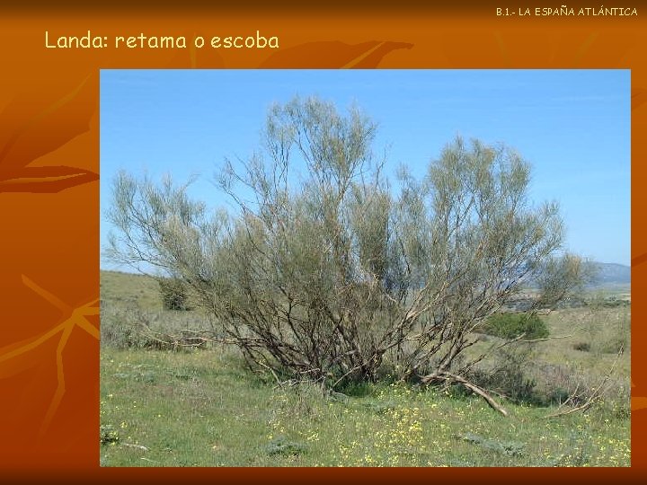 B. 1. - LA ESPAÑA ATLÁNTICA Landa: retama o escoba 