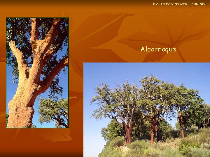 B. 2. - LA ESPAÑA MEDITERRÁNEA Alcornoque 