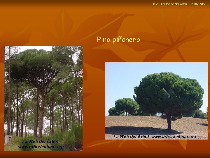 B. 2. - LA ESPAÑA MEDITERRÁNEA Pino piñonero 