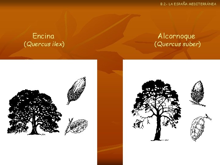 B. 2. - LA ESPAÑA MEDITERRÁNEA Encina (Quercus ilex) Alcornoque (Quercus suber) 