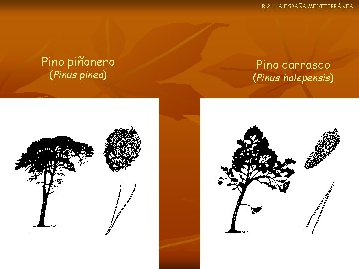 B. 2. - LA ESPAÑA MEDITERRÁNEA Pino piñonero (Pinus pinea) Pino carrasco (Pinus halepensis)