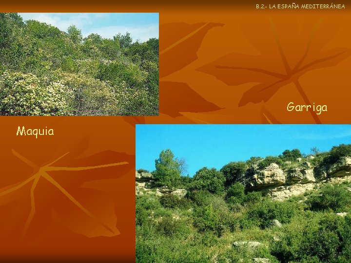 B. 2. - LA ESPAÑA MEDITERRÁNEA Garriga Maquia 