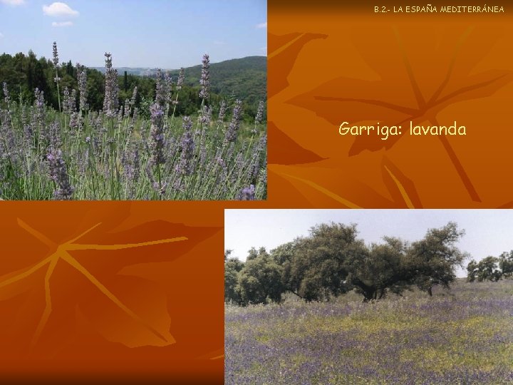 B. 2. - LA ESPAÑA MEDITERRÁNEA Garriga: lavanda 