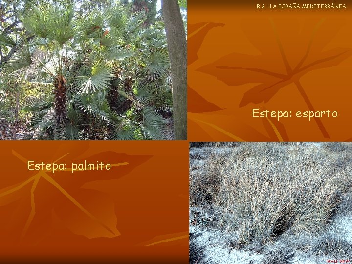 B. 2. - LA ESPAÑA MEDITERRÁNEA Estepa: esparto Estepa: palmito 