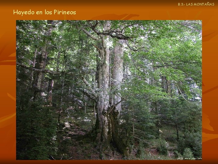 B. 3. - LAS MONTAÑAS Hayedo en los Pirineos 