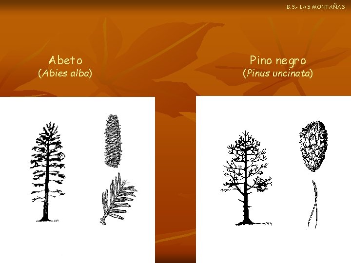 B. 3. - LAS MONTAÑAS Abeto (Abies alba) Pino negro (Pinus uncinata) 