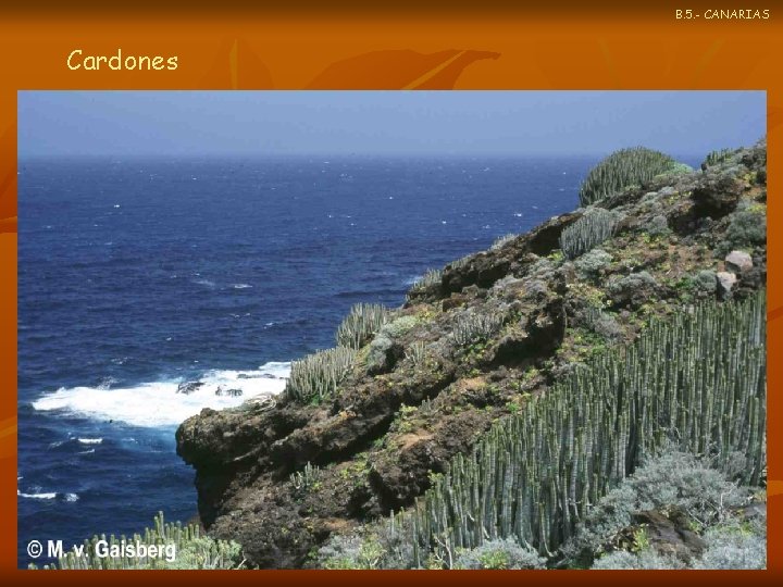 B. 5. - CANARIAS Cardones 