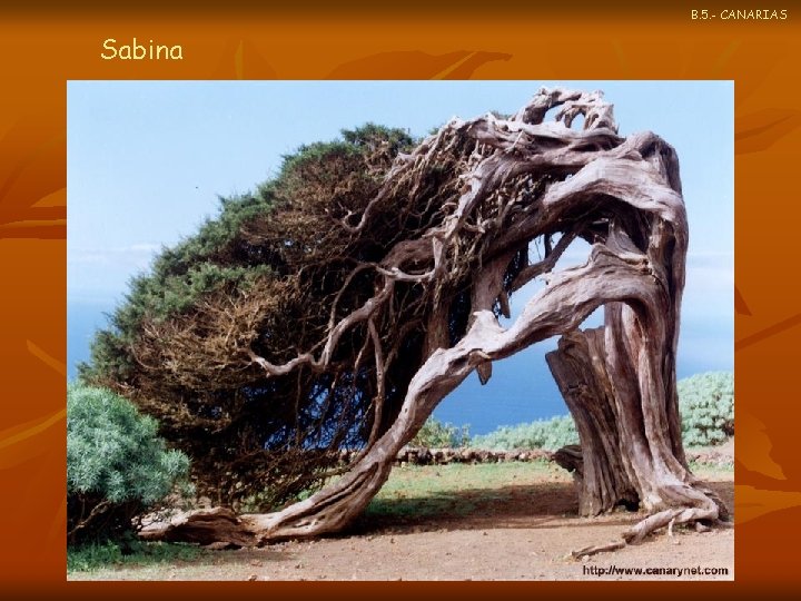 B. 5. - CANARIAS Sabina 