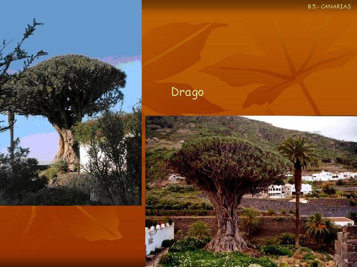 B. 5. - CANARIAS Drago 