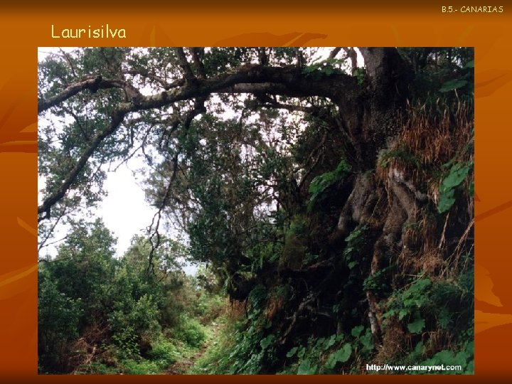 B. 5. - CANARIAS Laurisilva 