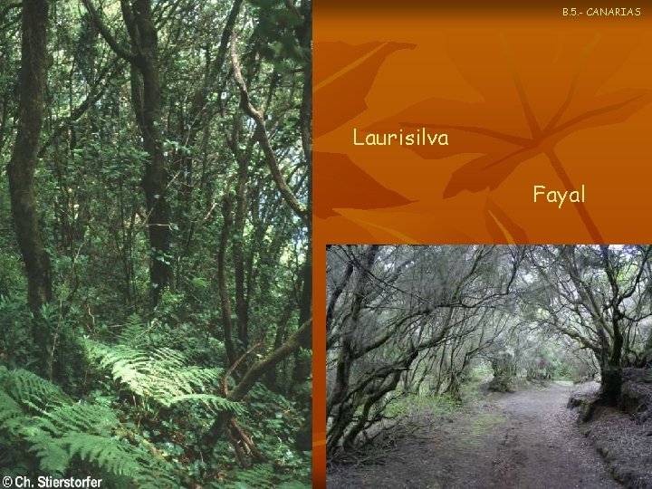 B. 5. - CANARIAS Laurisilva Fayal 