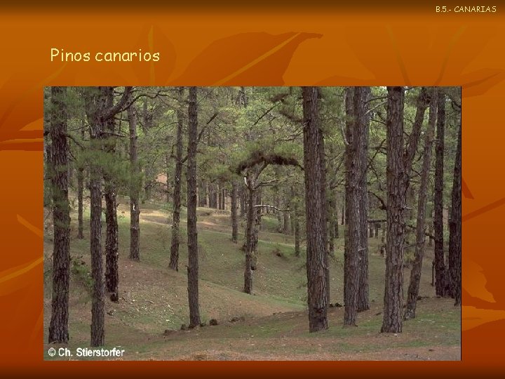 B. 5. - CANARIAS Pinos canarios 