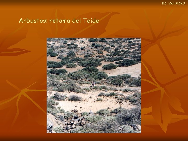 B. 5. - CANARIAS Arbustos: retama del Teide 