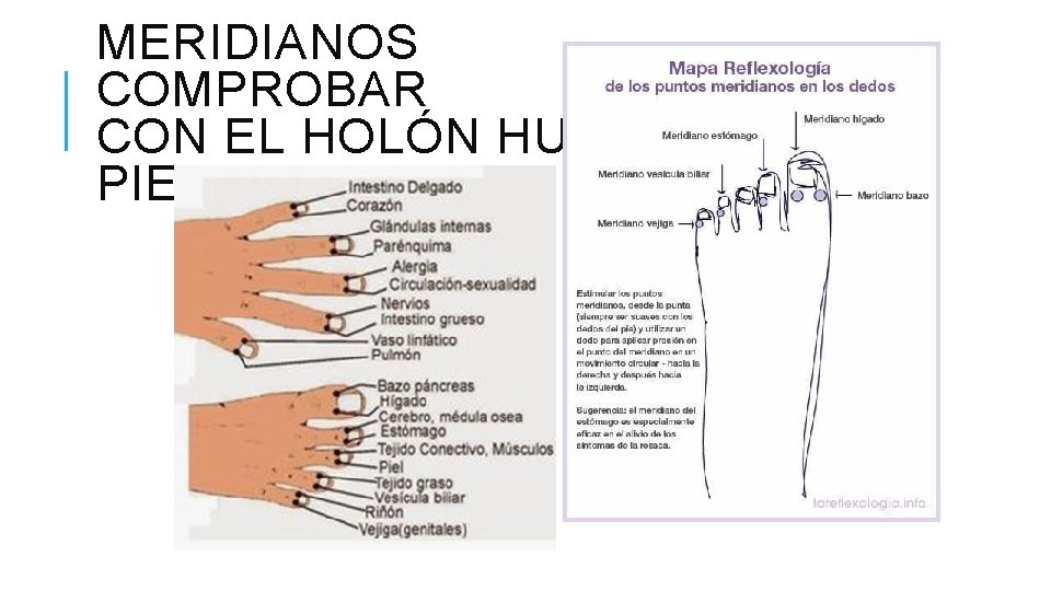 MERIDIANOS COMPROBAR CON EL HOLÓN HUMANO PIE 