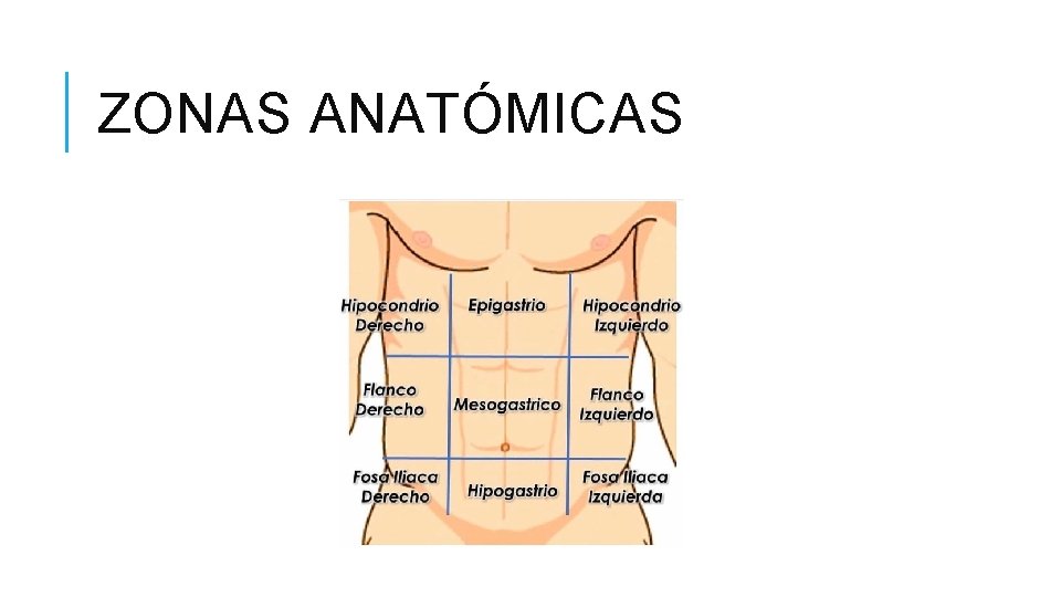 ZONAS ANATÓMICAS 