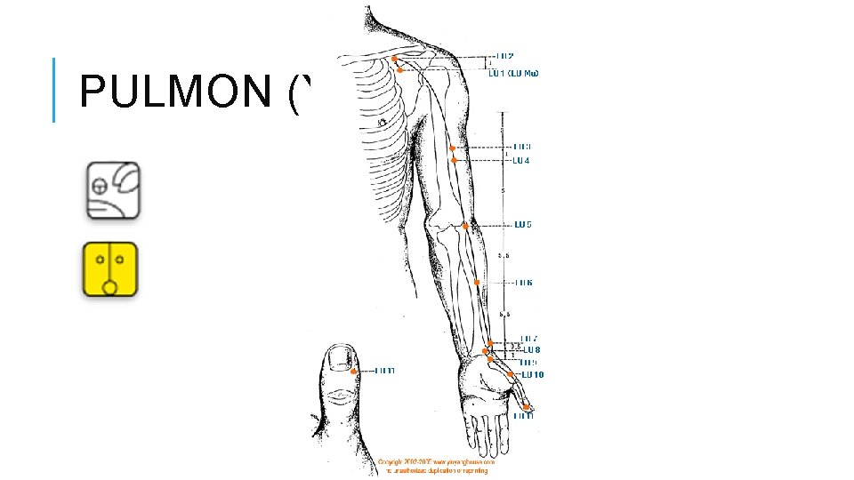 PULMON (YIN) 