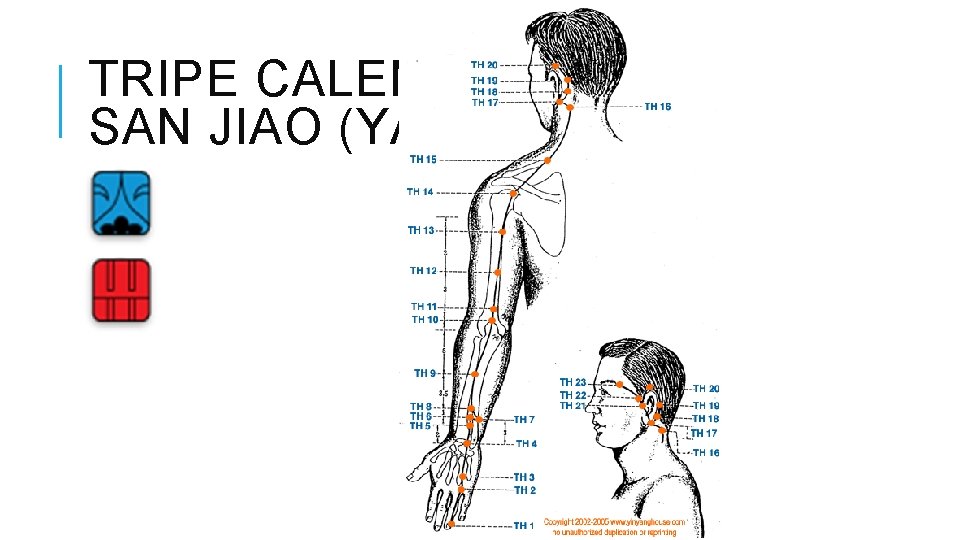 TRIPE CALENTADOR SAN JIAO (YANG) 